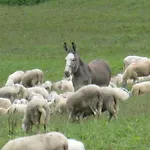 Διαμέρισμα Laura